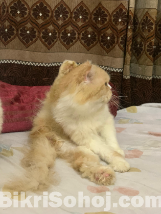 Persian cat